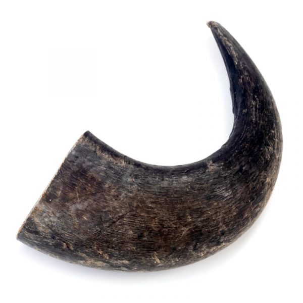 buffalo horn large